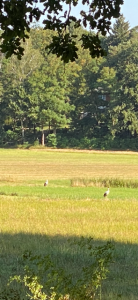 Zwei Kraniche auf einer herbstlichen Wiese am Waldrand bei Bad Saarow