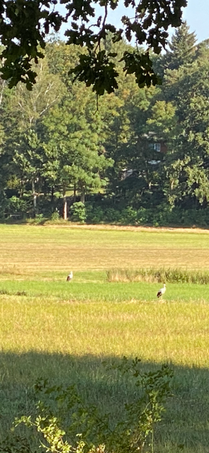 Zwei Kraniche auf einer herbstlichen Wiese am Waldrand bei Bad Saarow